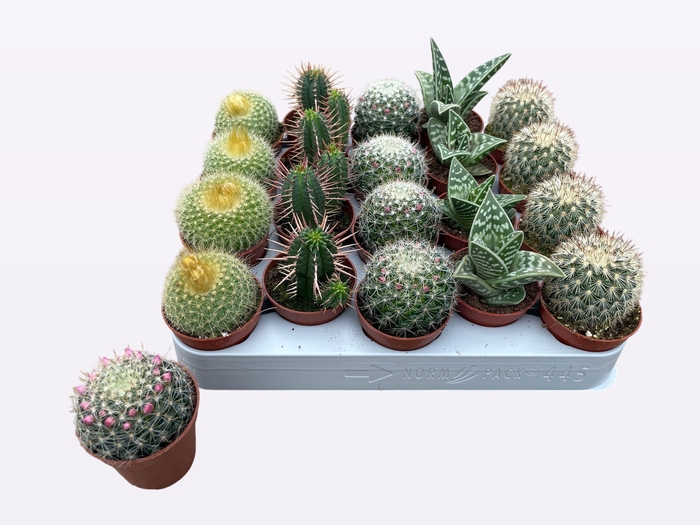 <h4>CACTUS + SUCCU GEM</h4>