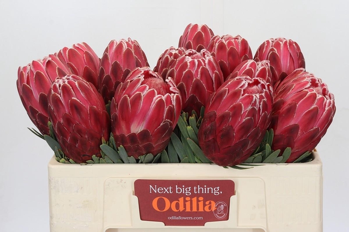 <h4>Protea Venus</h4>