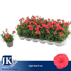 Dianthus Light Red P 9