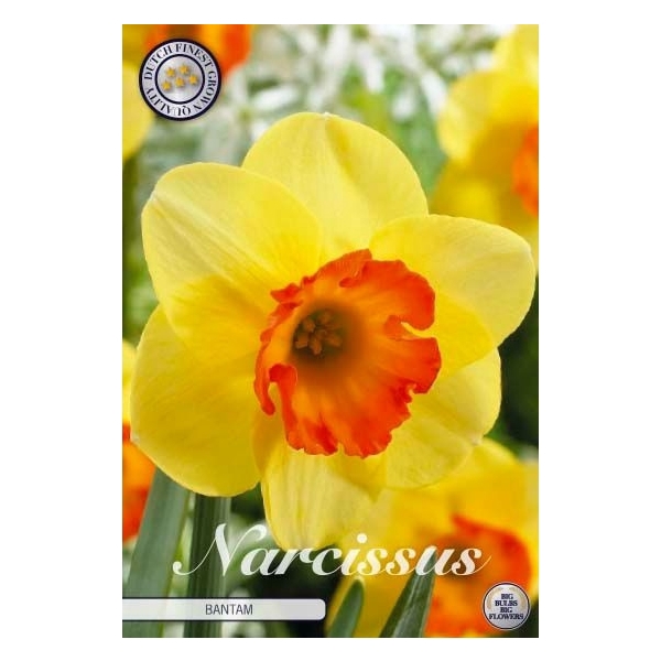 <h4>Narcissus Trumpet Bantam x5 14/16</h4>