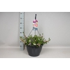 Hangpotten 37 cm met waterreservoir  Mix 01 Scaevola Trio