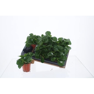 Peperomia obtusifolia Green Gold 12Ø 20cm