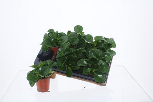 Peperomia obtusifolia Green Gold 12Ø 20cm