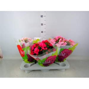 Begonia elat. EN 'Betulia' ..mix