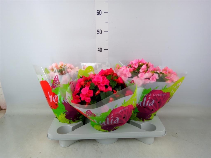 <h4>Begonia elat. EN 'Betulia' ..mix</h4>