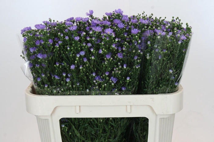 <h4>Aster Cassandra</h4>