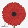 Gerbera diamond lady red