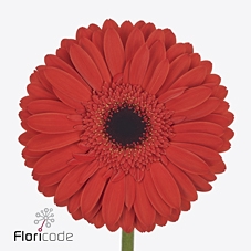 <h4>Gerbera diamond lady red</h4>