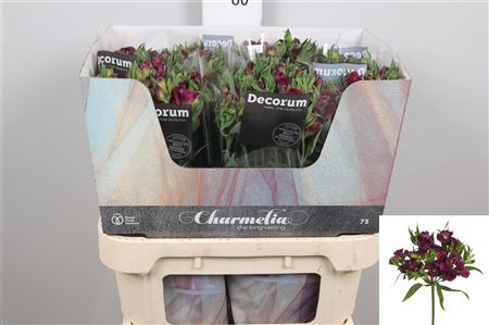 Alst Fl Charme Purpl