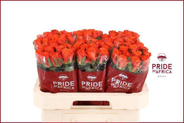 <h4>R GR MANDARIN</h4>