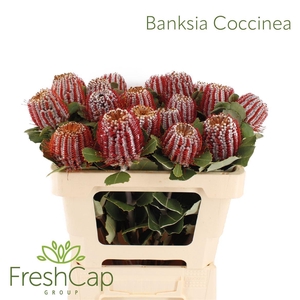 Banksia coccinea