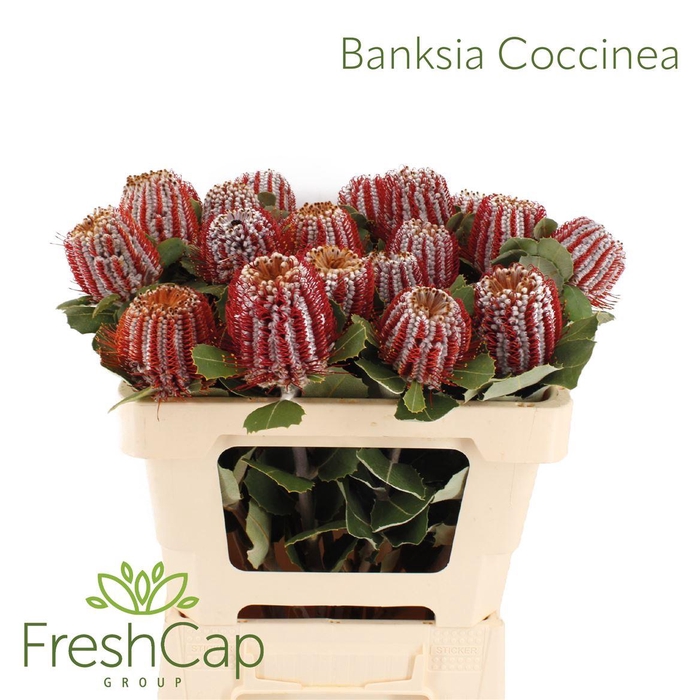 <h4>Banksia coccinea</h4>