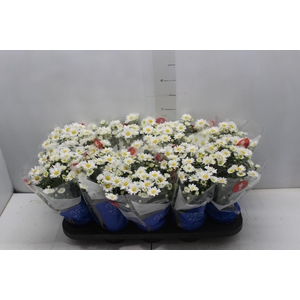 CRISANTEMO MINI P11 BRANCO