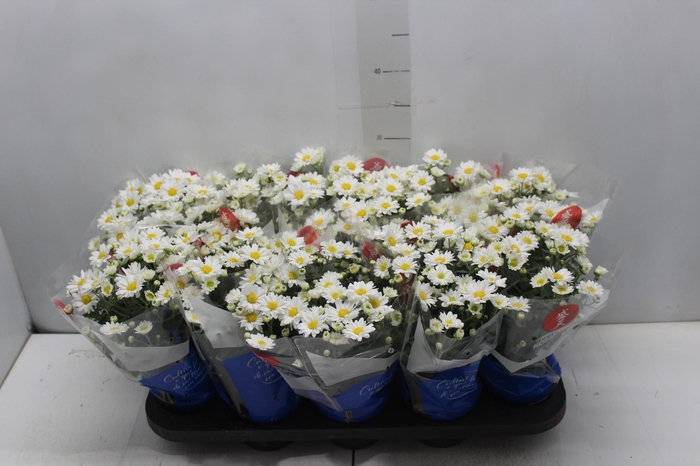 <h4>CRISANTEMO MINI P11 BRANCO</h4>