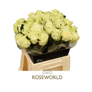 R Gr White Naomi Roseworld