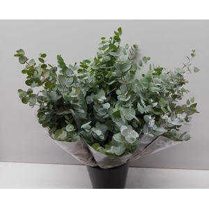 Mono Cynerea Per Bos