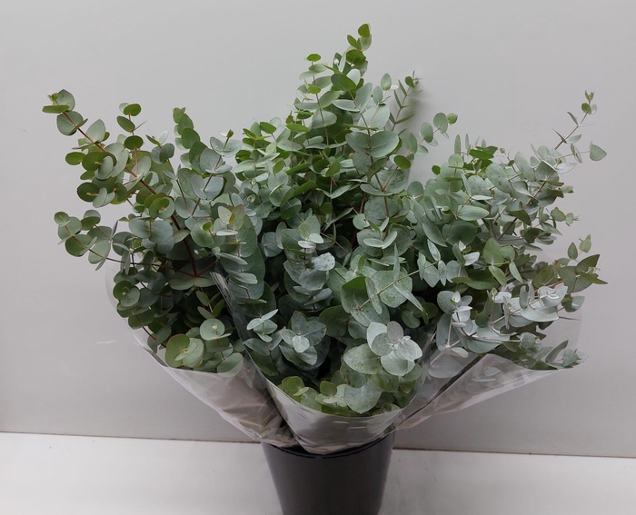 <h4>Mono Cynerea Per Bos</h4>