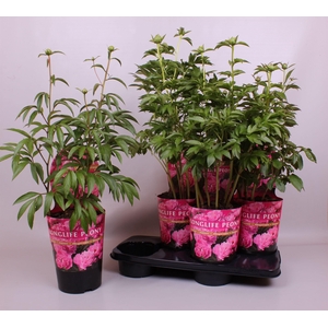 Paeonia 21CM C4 Roze Longlife Exclusive