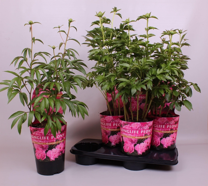 <h4>Paeonia 21CM C4 Roze Longlife Exclusive</h4>