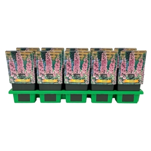 Delphinium Pink Shades P11