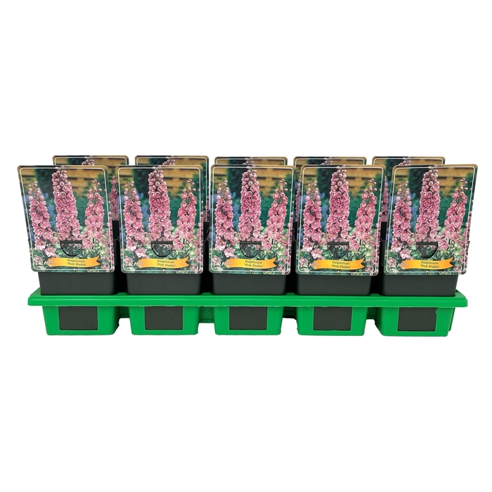 <h4>Delphinium Pink Shades P11</h4>