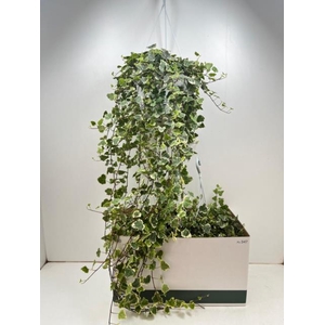 Hedera Helix White Wonder 24Ø 110cm