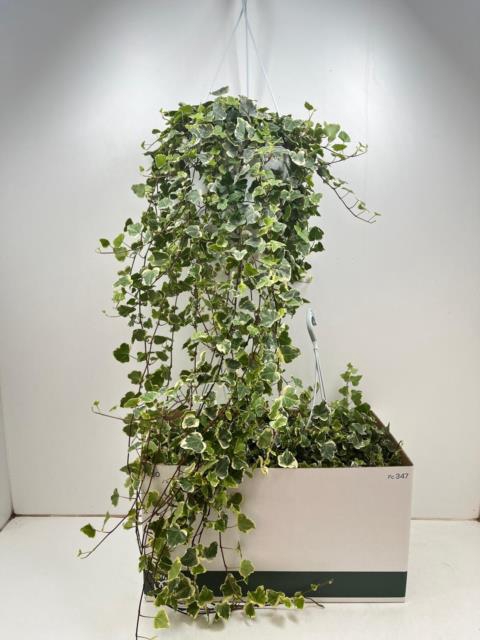 Hedera Helix White Wonder 24Ø 110cm