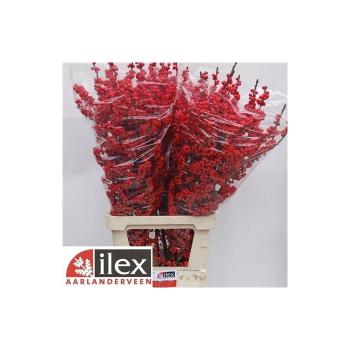 <h4>Ilex Ve Rode Bes</h4>