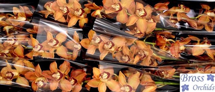 <h4>CYMB T CHARLY BROWN</h4>