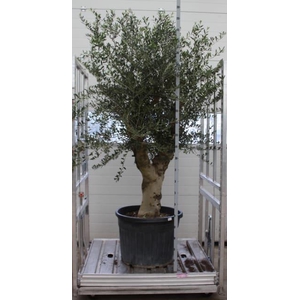OLEA EUROPAEA