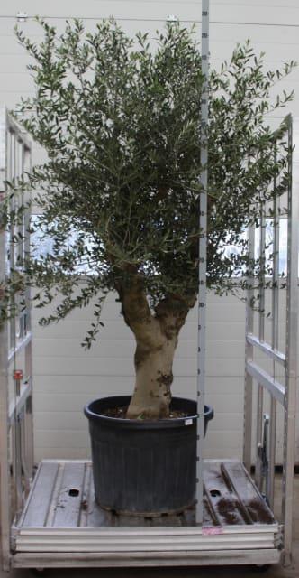 OLEA EUROPAEA