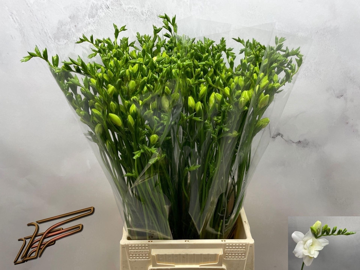 <h4>Freesia du Volante</h4>