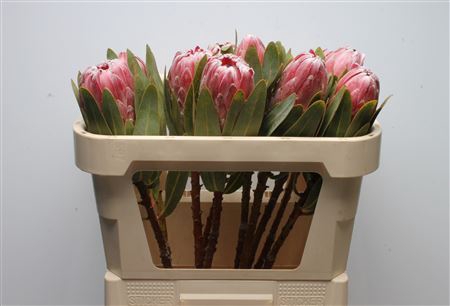 <h4>Protea Pink Lady</h4>