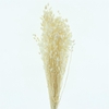 Dried Briza Bleached White