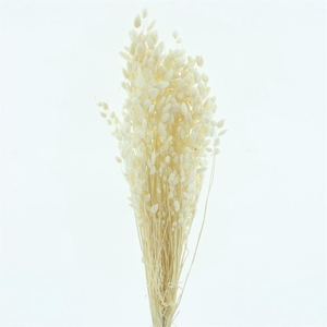 Dried Briza Bleached White