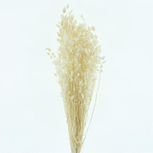 Dried Briza Bleached White