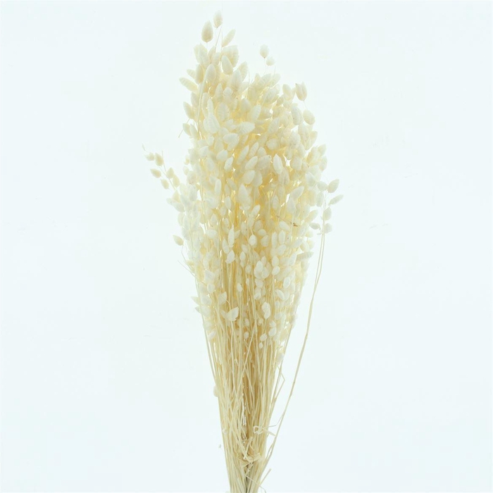 <h4>Dried Briza Bleached White</h4>