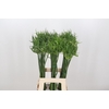 Allium Fido Fido