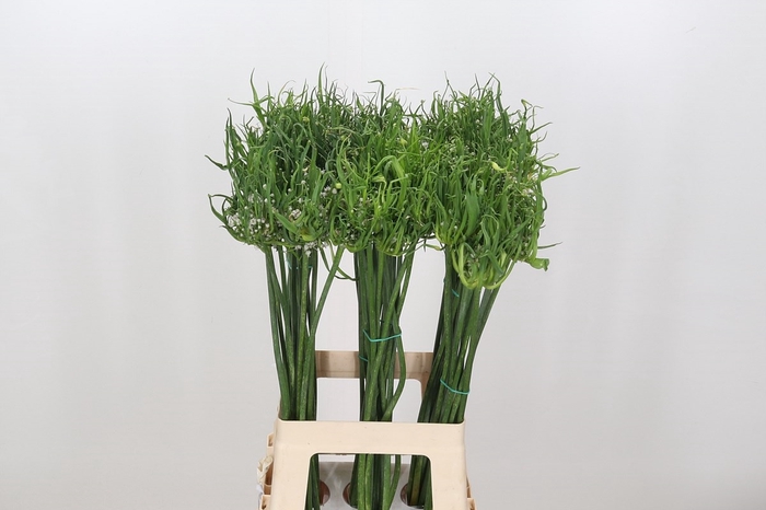 <h4>Allium Fido Fido</h4>