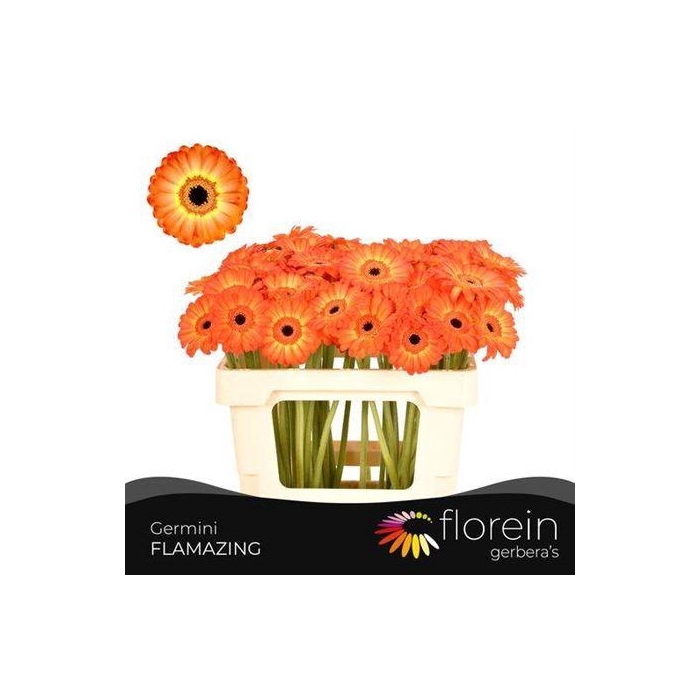 <h4>Ge Mi Flamazing</h4>