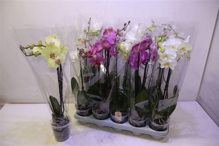 <h4>Phal Gem</h4>