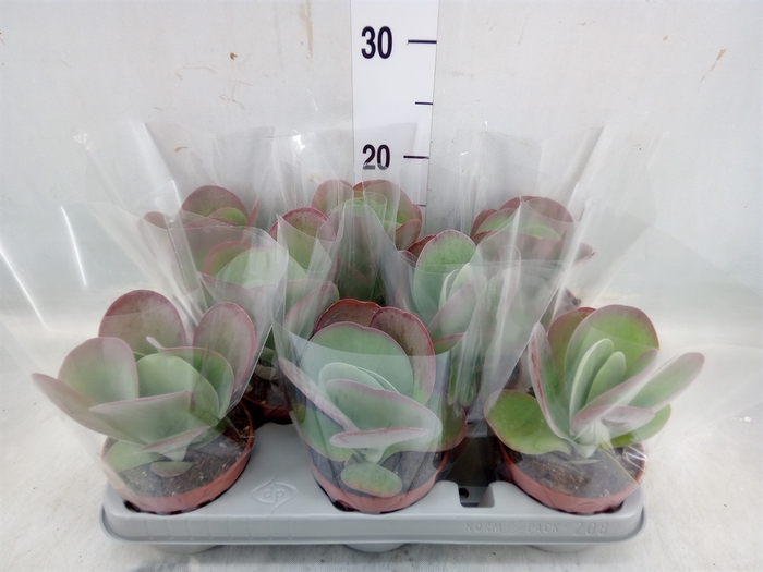 <h4>Kalanchoe NF thyrsiflora 'Red Lips'</h4>