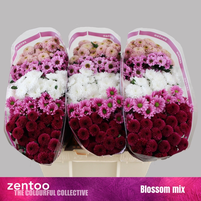 <h4>CHR S MIX BLOSSOM</h4>