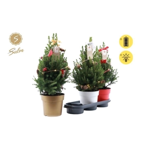 PICEA GL DECEMBER