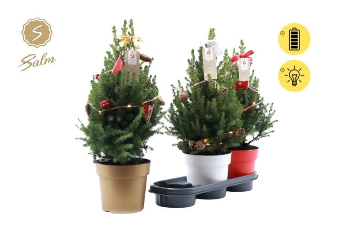 <h4>PICEA GL DECEMBER</h4>