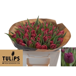 TU DU ALISON BRADLEY