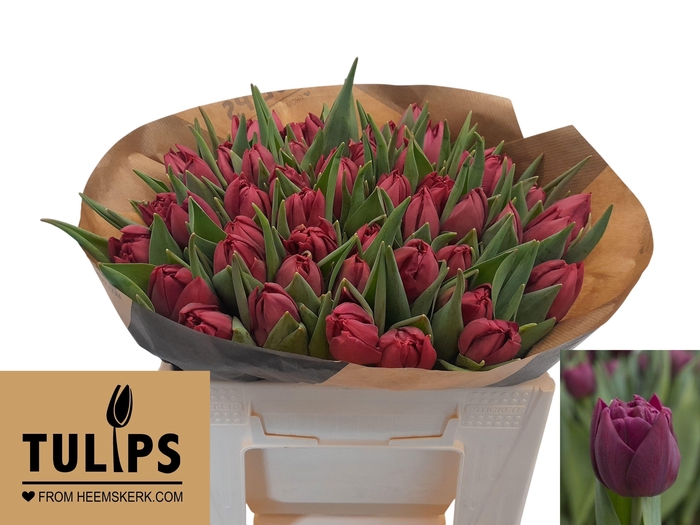 <h4>TU DU ALISON BRADLEY</h4>