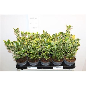 Euonymus Ja Marieke