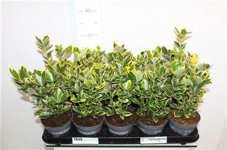 <h4>Euonymus Ja Marieke</h4>