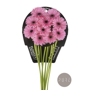 Germini Talent Water